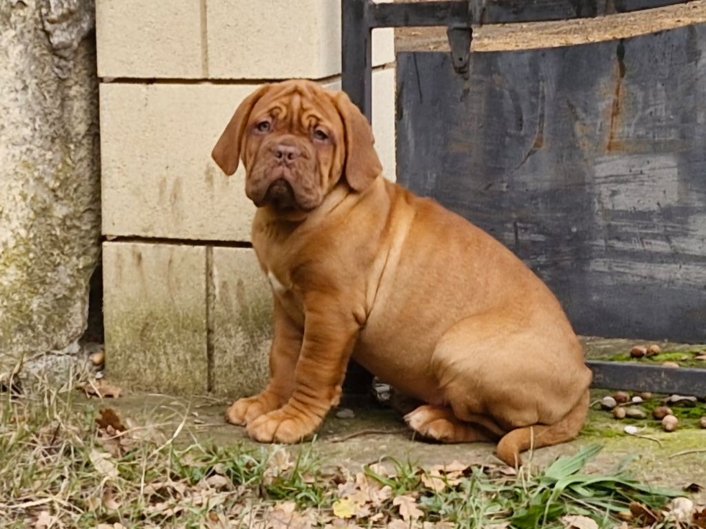 des gargans d'or - Chiot disponible  - Dogue de Bordeaux