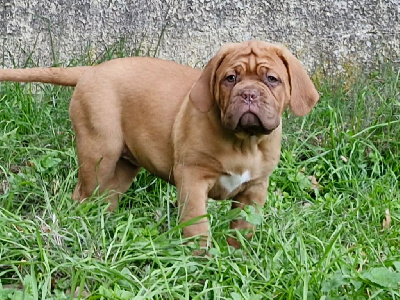 des gargans d'or - Dogue de Bordeaux - Portée née le 14/09/2024