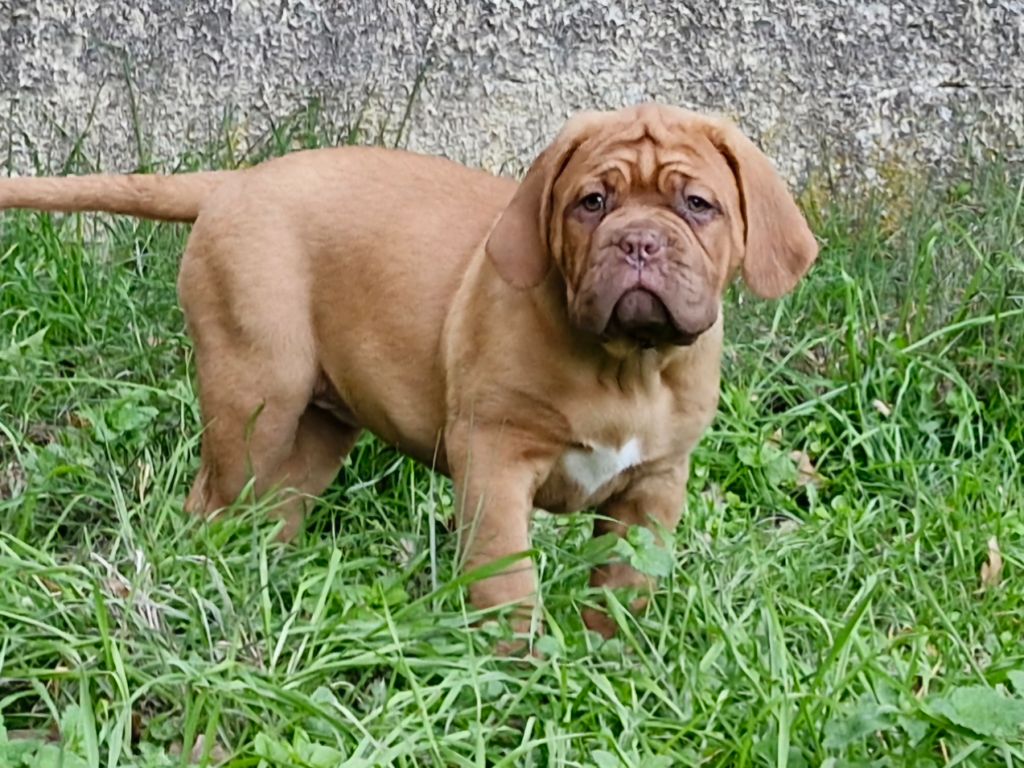 des gargans d'or - Chiot disponible  - Dogue de Bordeaux