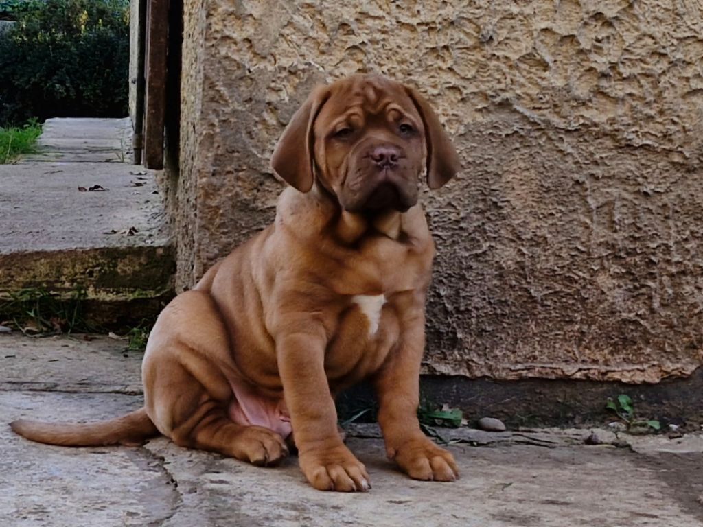 des gargans d'or - Chiot disponible  - Dogue de Bordeaux