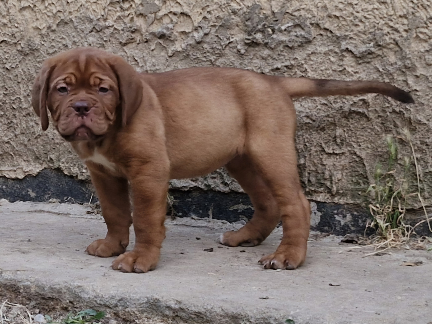 des gargans d'or - Chiots disponibles - Dogue de Bordeaux