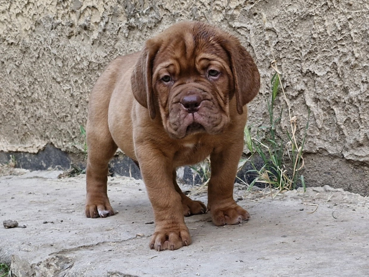 des gargans d'or - Chiots disponibles - Dogue de Bordeaux