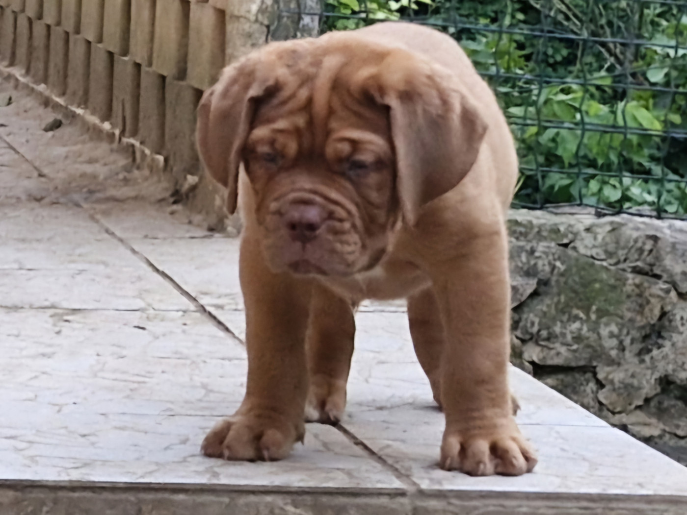 des gargans d'or - Chiots disponibles - Dogue de Bordeaux