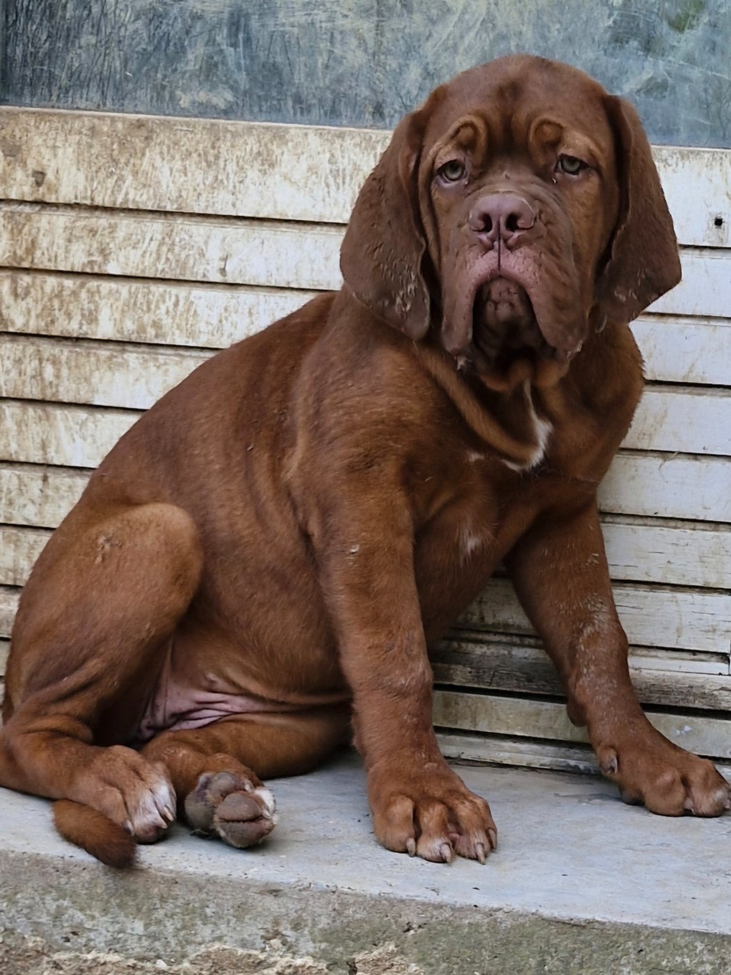 des gargans d'or - Chiots disponibles - Dogue de Bordeaux